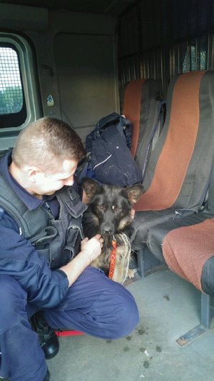 policjant z psem w radiowozie